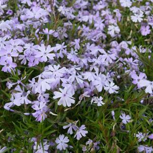 Phlox subulata 'Emerald Cushion Blue' ---